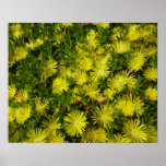 Golden Ice Plant Yellow Flowers Poster