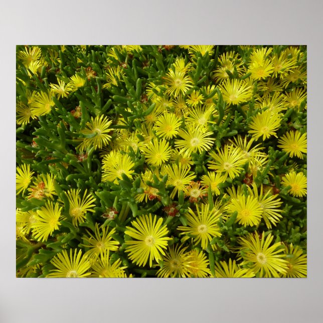 Golden Ice Plant Yellow Flowers Poster (Front)