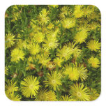 Golden Ice Plant Yellow Flowers Square Sticker