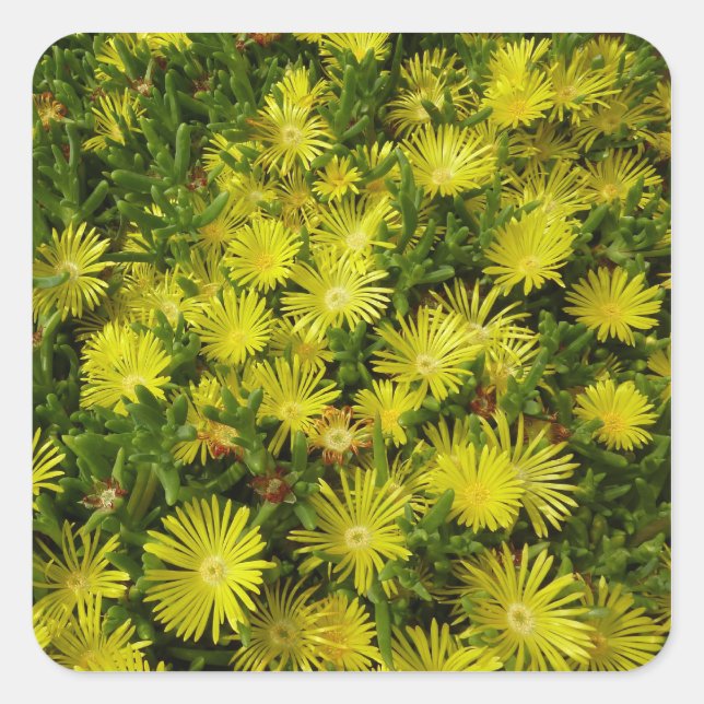 Golden Ice Plant Yellow Flowers Square Sticker (Front)