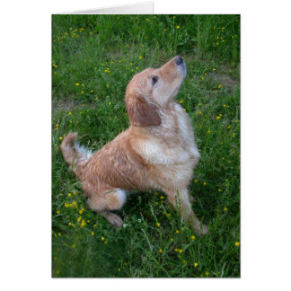 Golden in the Grass Cards