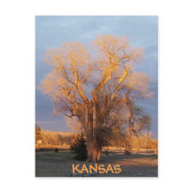 Golden Kansas Cottonwood Tree Postcard