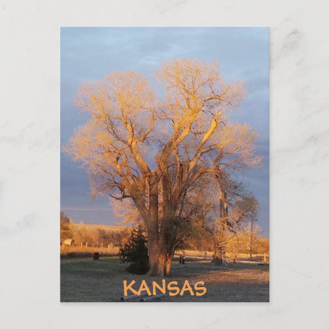 Golden Kansas Cottonwood Tree Postcard (Front)