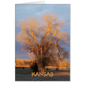 Golden Kansas State Tree - Cottonwood (Front)