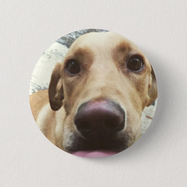 Golden Lab Pinback Button (Front)