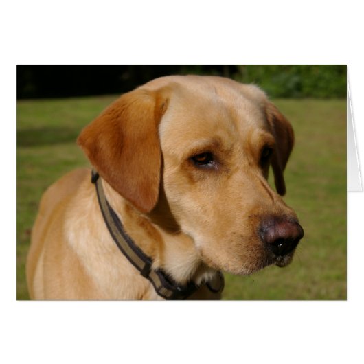 Golden Labrador Cards (Front Horizontal)