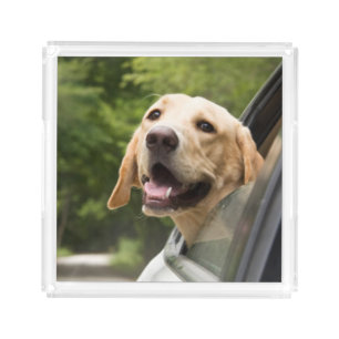 Golden Labrador In Rearview Mirror Acrylic Tray