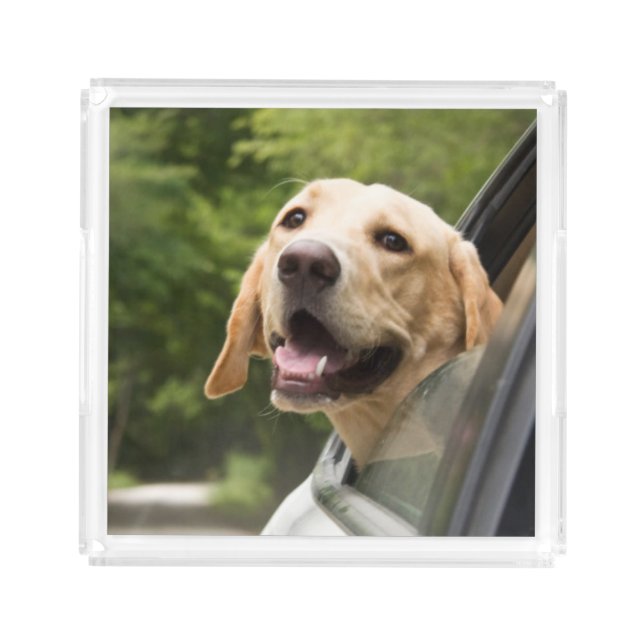 Golden Labrador In Rearview Mirror Acrylic Tray (Front)