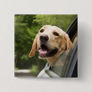 Golden Labrador In Rearview Mirror Button