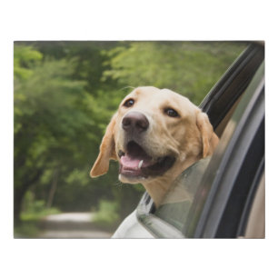 Golden Labrador In Rearview Mirror Faux Canvas Print