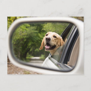 Golden Labrador In Rearview Mirror Postcard