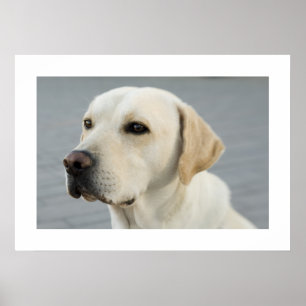 Golden Labrador Poster