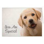 Golden Labrador Puppy (Front Horizontal)