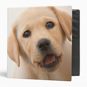 Golden Labrador Puppy 3 Ring Binder