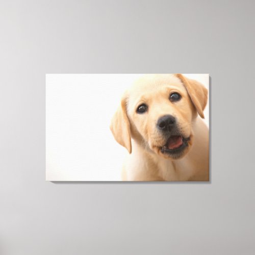 Golden Labrador Puppy Canvas Print
