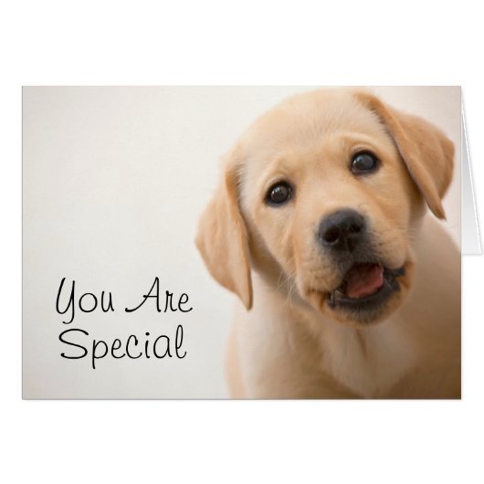 Golden Labrador Puppy Cards (Front Horizontal)