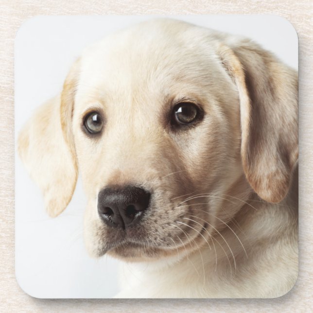 Golden Labrador Puppy Closeup Beverage Coaster (Front)