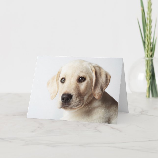 Golden Labrador Puppy Closeup Card (Front)