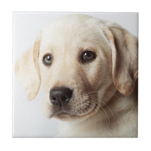 Golden Labrador Puppy Closeup Ceramic Tile
