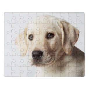 Golden Labrador Puppy Closeup Jigsaw Puzzle