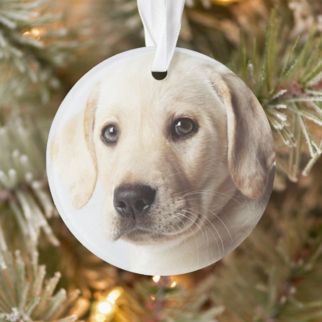 Golden Labrador Puppy Closeup Ornament (Tree)
