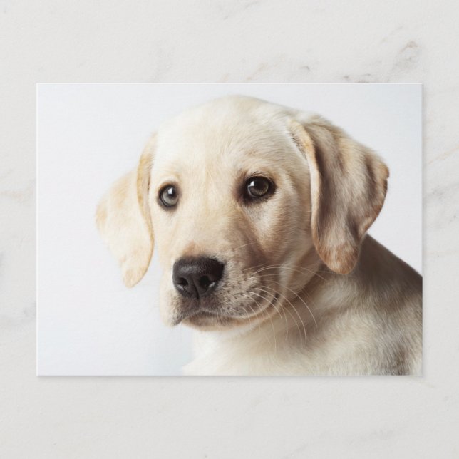 Golden Labrador Puppy Closeup Postcard (Front)