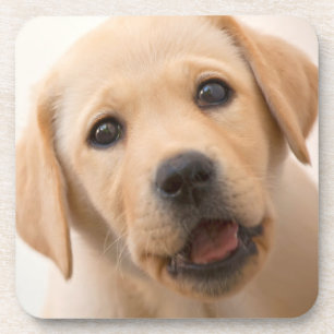 Golden Labrador Puppy Drink Coaster