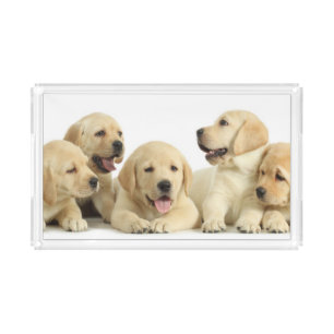 Golden Labrador Puppy Pile Acrylic Tray