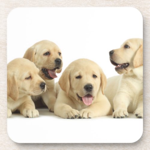 Golden Labrador Puppy Pile Beverage Coaster