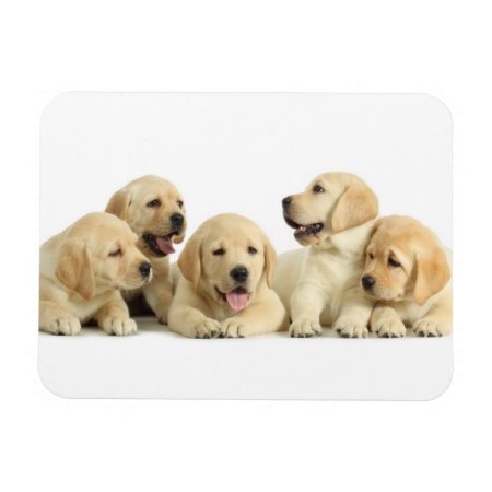 Golden Labrador Puppy Pile Magnet