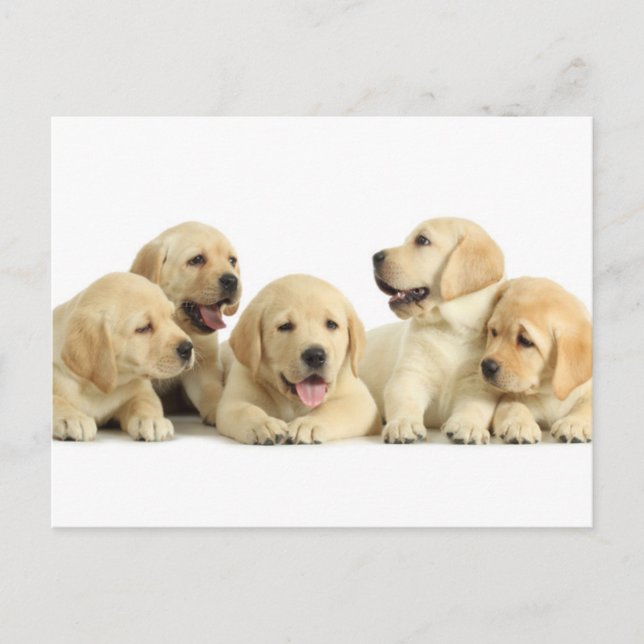 Golden Labrador Puppy Pile Postcard (Front)