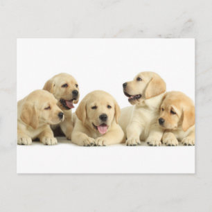 Golden Labrador Puppy Pile Postcard