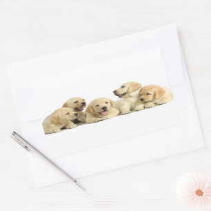 Golden Labrador Puppy Pile Rectangular Sticker