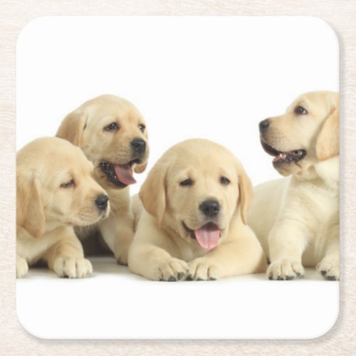 Golden Labrador Puppy Pile Square Paper Coaster