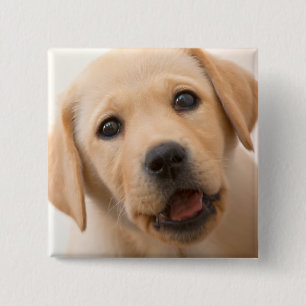 Golden Labrador Puppy Pinback Button