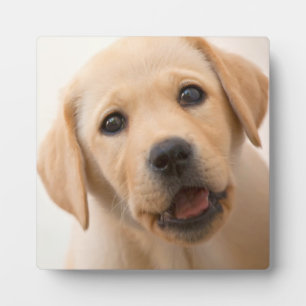 Golden Labrador Puppy Plaque