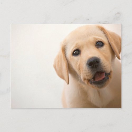 Golden Labrador Puppy Postcard