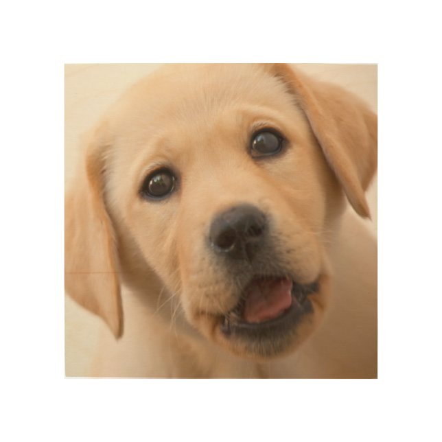 Golden Labrador Puppy Wood Wall Decor (Front)