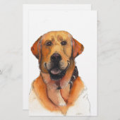 Golden Labrador Retriever (Front/Back)