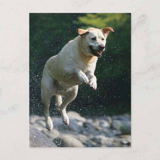 Golden Labrador Retriever jumping into river Postcard (Front)