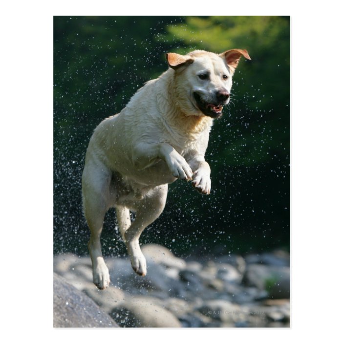 labrador golden river