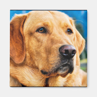 Golden Labrador Retriever Magnet