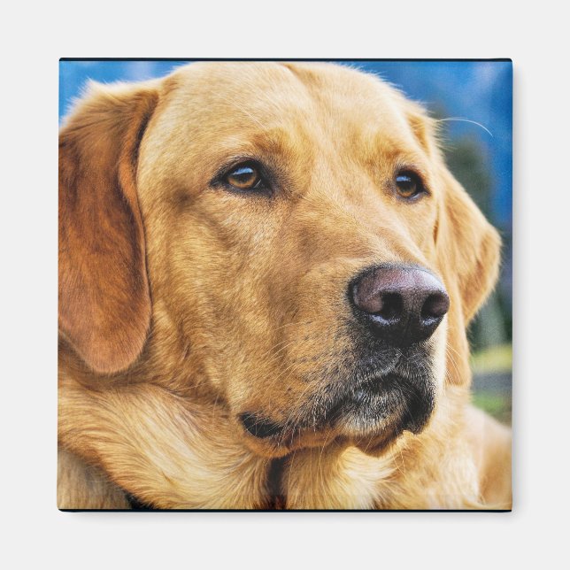 Golden Labrador Retriever Magnet (Front)