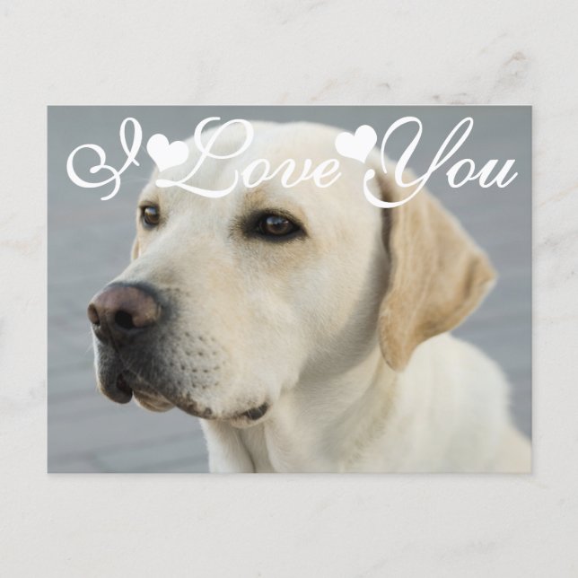 Golden Labrador Retriever Photo Image I Love You Postcard (Front)