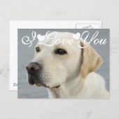 Golden Labrador Retriever Photo Image I Love You Postcard (Front/Back)