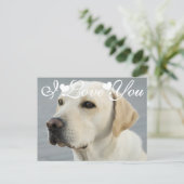Golden Labrador Retriever Photo Image I Love You Postcard (Standing Front)