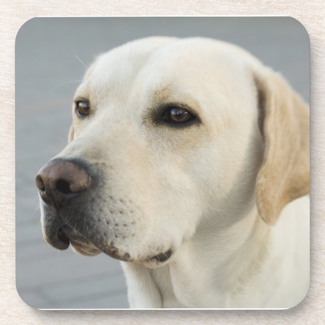 Golden Labrador Retriever Photograph Beverage Coaster (Front)