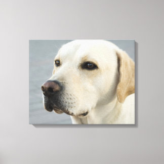 Golden Labrador Retriever Photograph Canvas Print