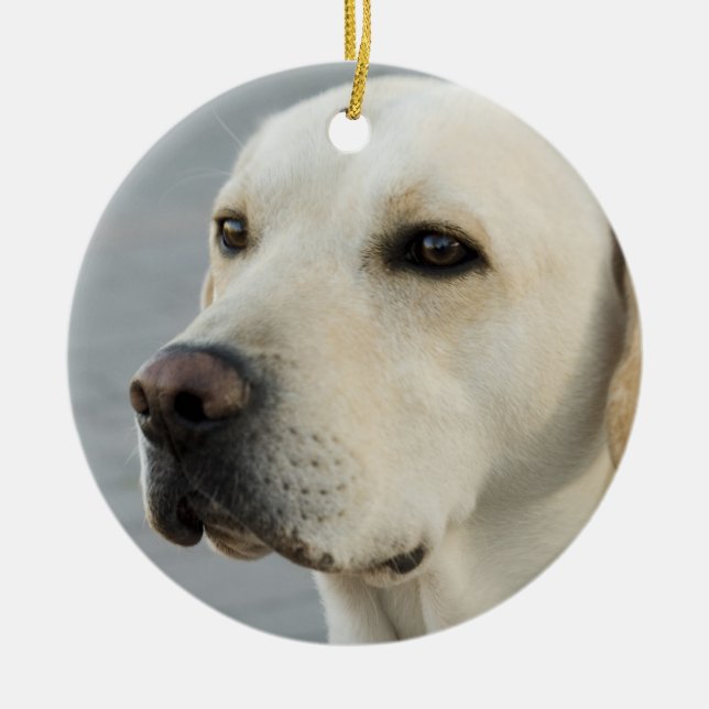 Golden Labrador Retriever Photograph Ceramic Ornament (Front)