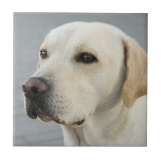 Golden Labrador Retriever Photograph Ceramic Tile
